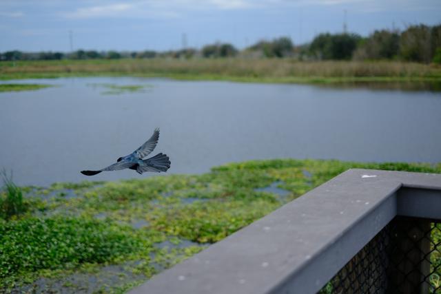 Pier Flight