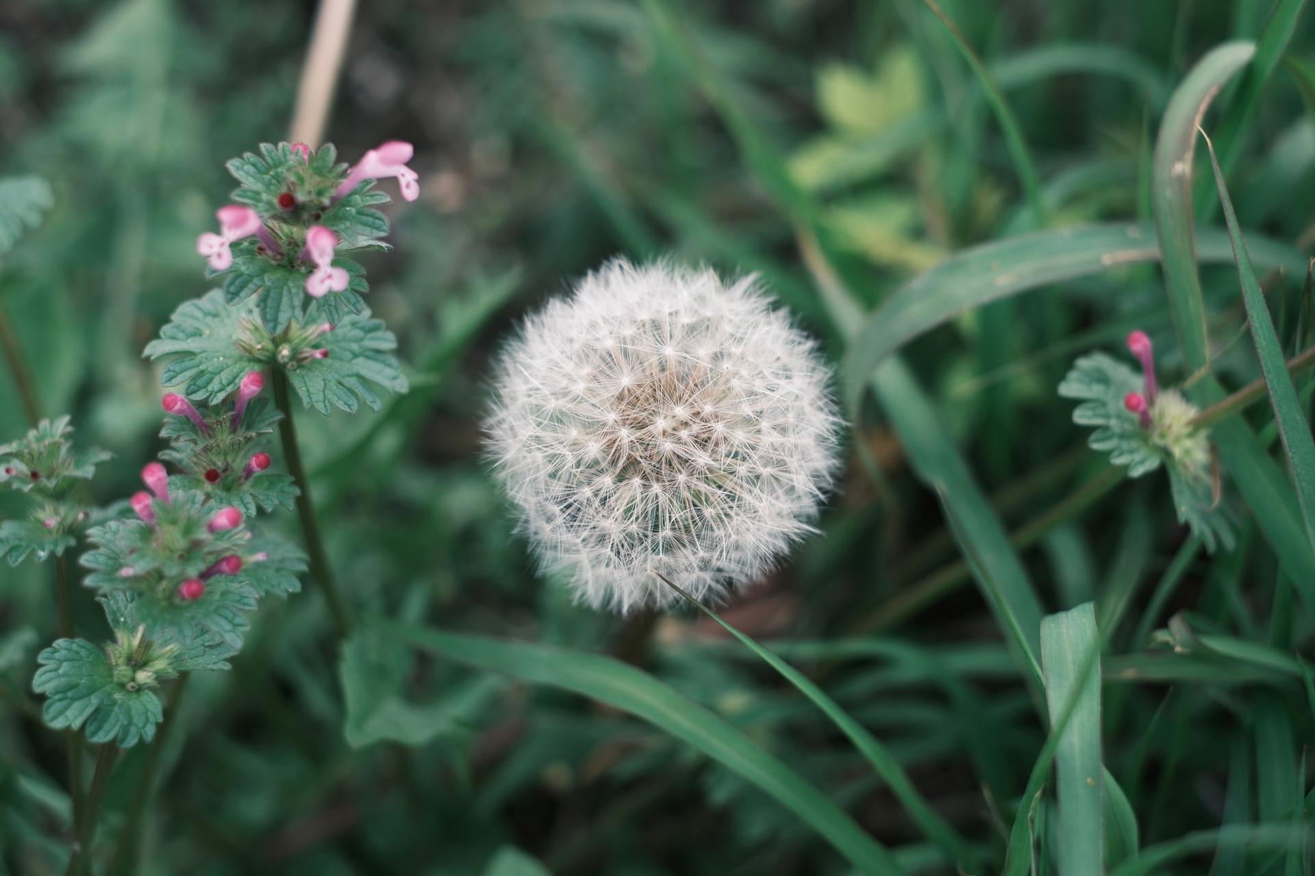 Fuzzy Orb