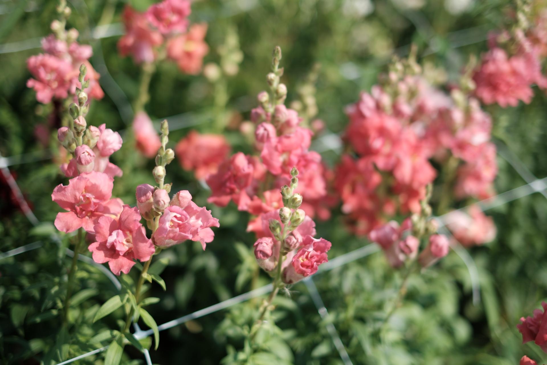 Pink Field