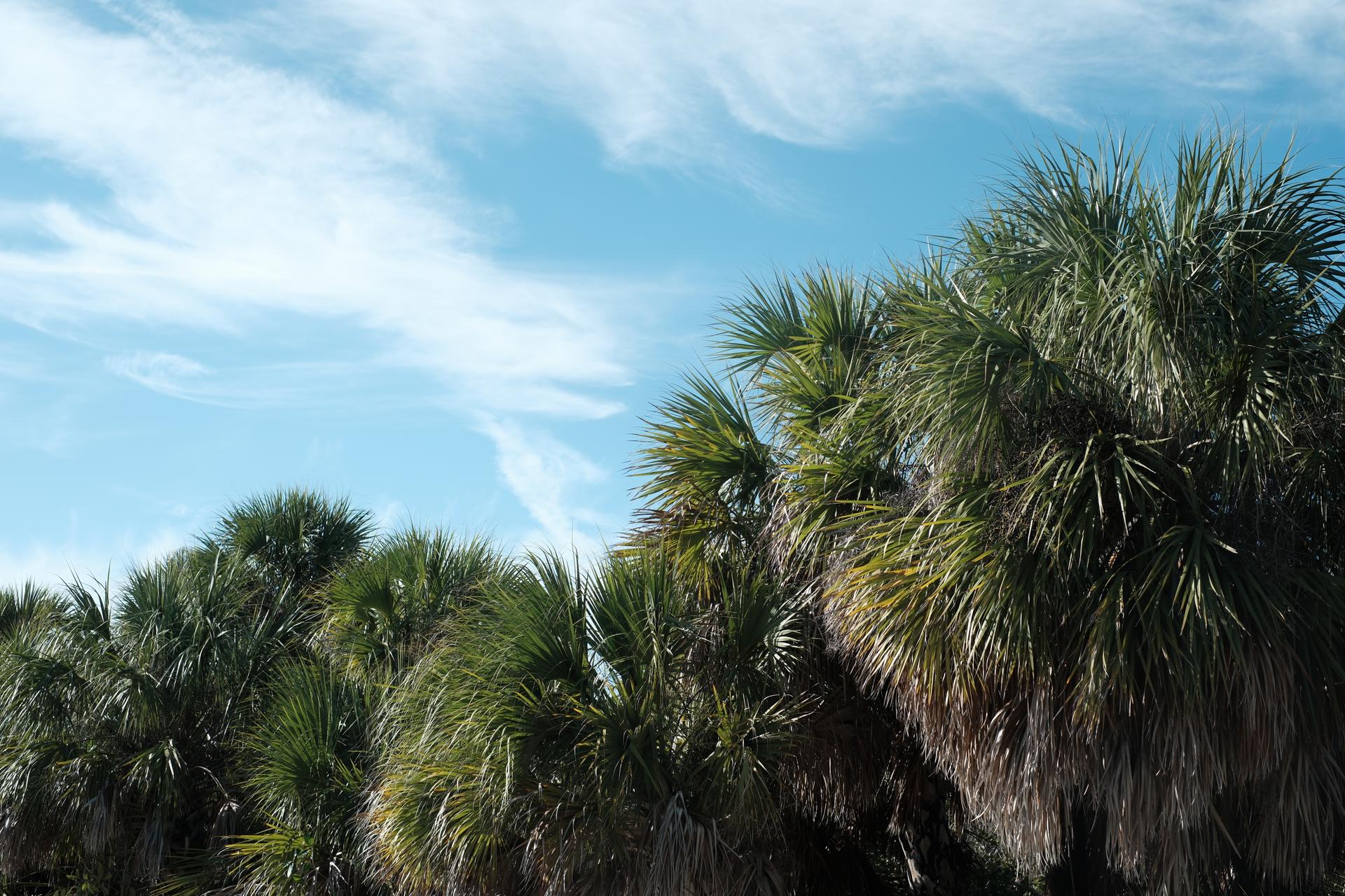 Shark Tooth Sky